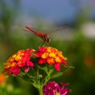 Libelinha (red dragonfly)